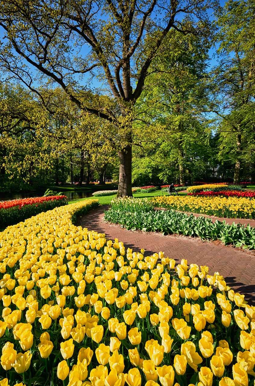 Camas de flores de tulipanes en plena floración en los jardines de Keukenhof, con colores vibrantes en un paisaje primaveral