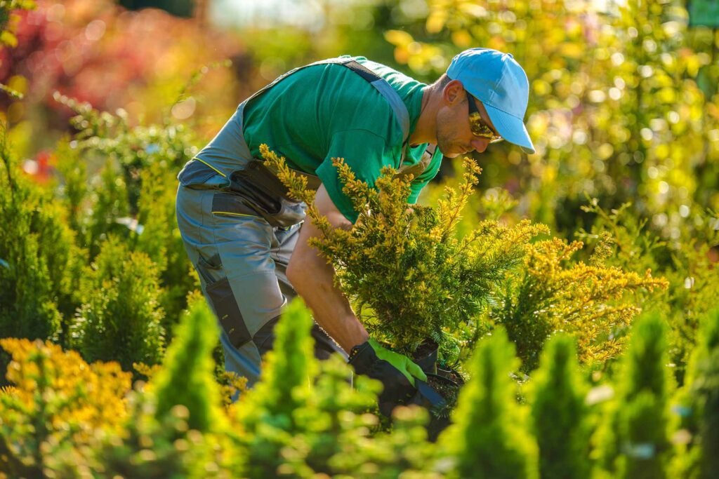 Hombre con gorro celeste plantando una nueva plantación